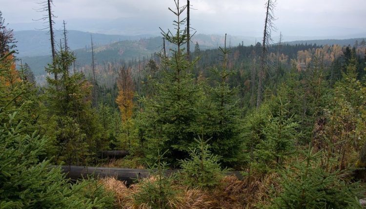 Přirozená obnova lesa nad Plešným jezerem. Foto: Radek David, Šumavské noviny