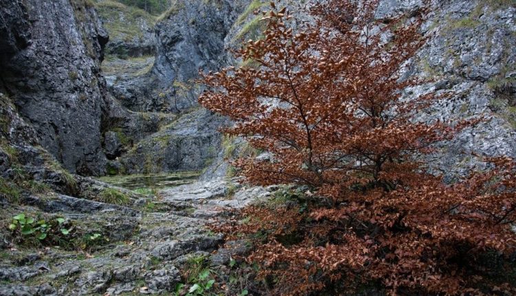 V jedné z dolin Chočských vrchů – tiesňava v Prosieckej dolině. Foto: Radek David, 19.10.2018