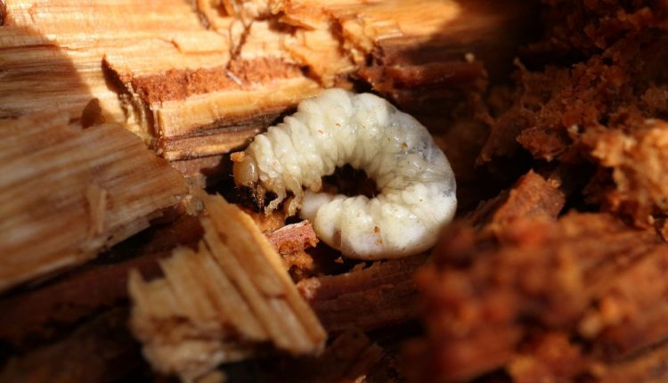 Roháček jedlový – larva – foto Pavla Čížková